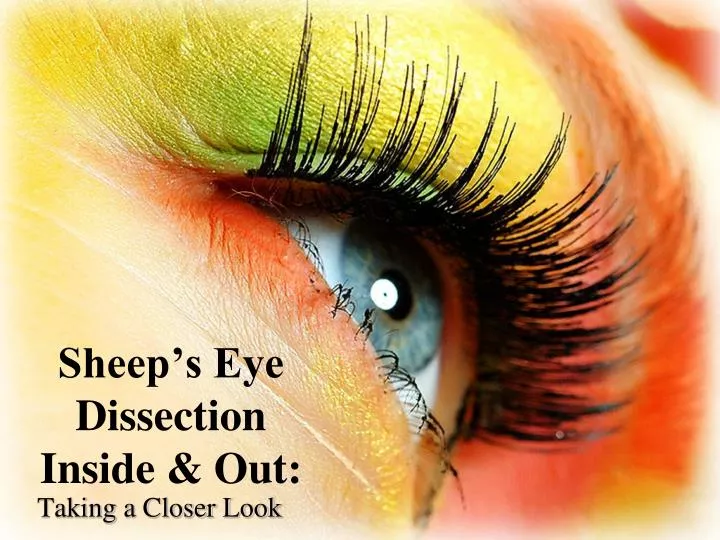 sheep s eye dissection inside out