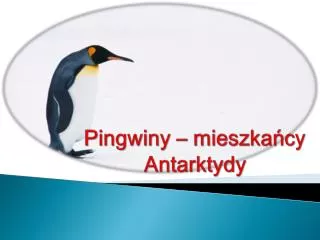Pingwiny – mieszkańcy Antarktydy