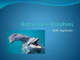 Bottlenose Dolphins