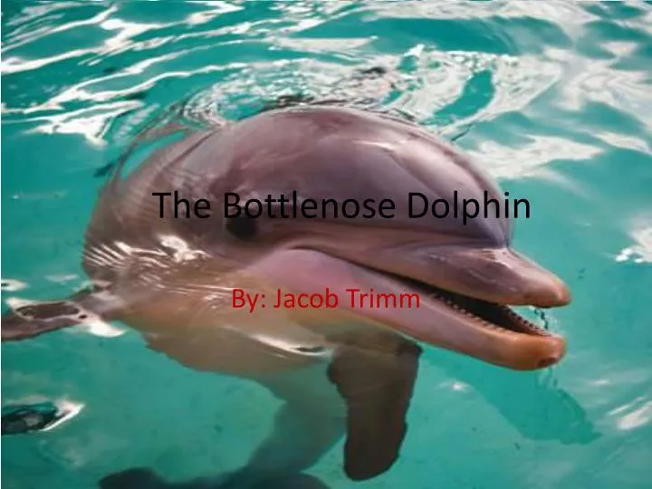 the bottlenose dolphin