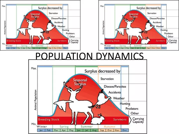 population dynamics