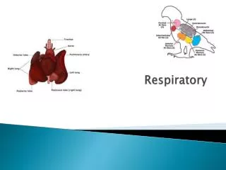 Respiratory