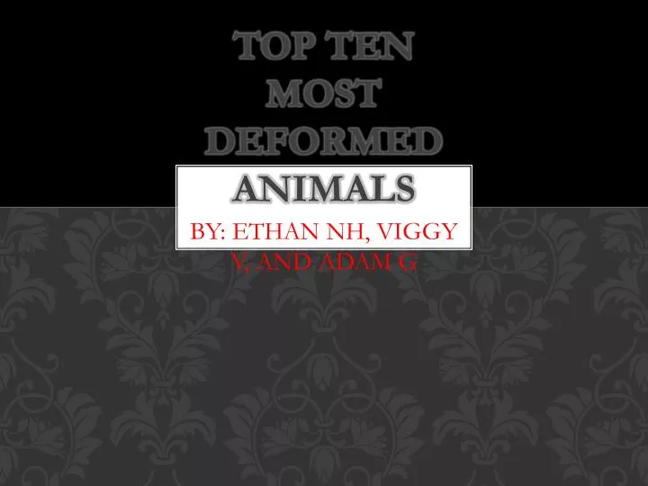 top ten m ost deformed animals
