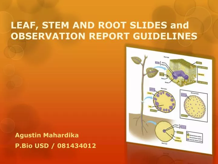 leaf stem and root slides and observation report guidelines