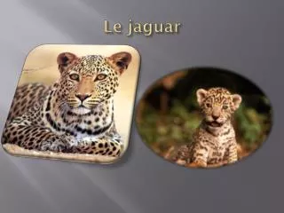 le jaguar