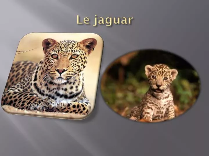 le jaguar