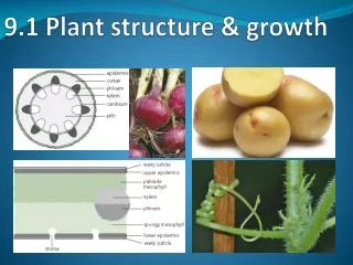 9.1 Plant structure &amp; growth