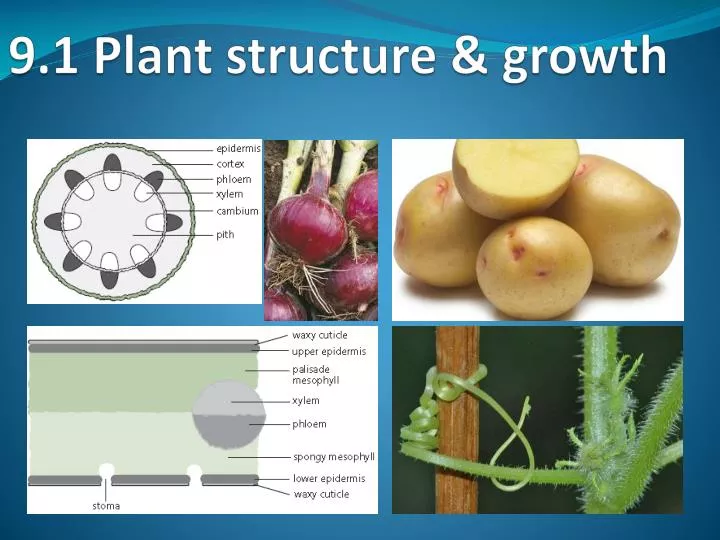 9 1 plant structure growth