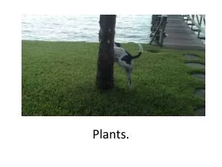 Plants.