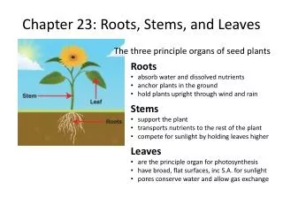 chapter 23 roots stems and leaves
