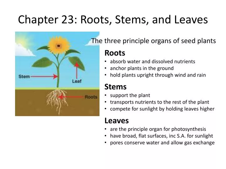 chapter 23 roots stems and leaves