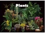 Plants