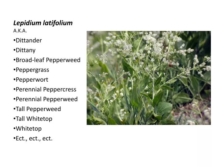 lepidium latifolium a k a