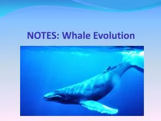 NOTES: Whale Evolution
