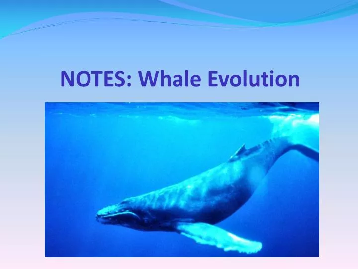 notes whale evolution