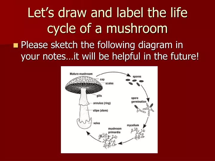 let s draw and label the life cycle of a mushroom