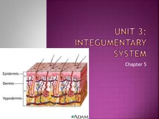 Unit 3: Integumentary System