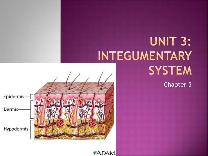 unit 3 integumentary system