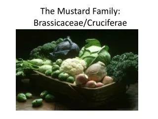 The Mustard Family: Brassicaceae / Cruciferae