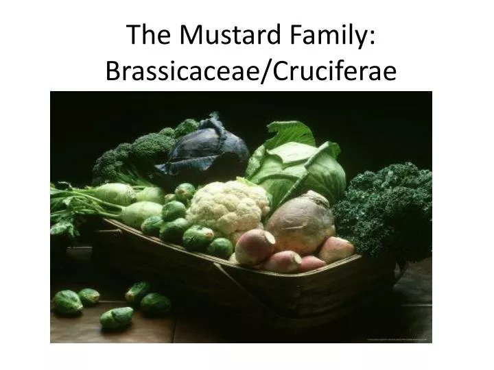 the mustard family brassicaceae cruciferae