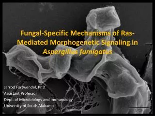 Fungal-Specific Mechanisms of Ras -Mediated Morphogenetic Signaling in Aspergillus fumigatus
