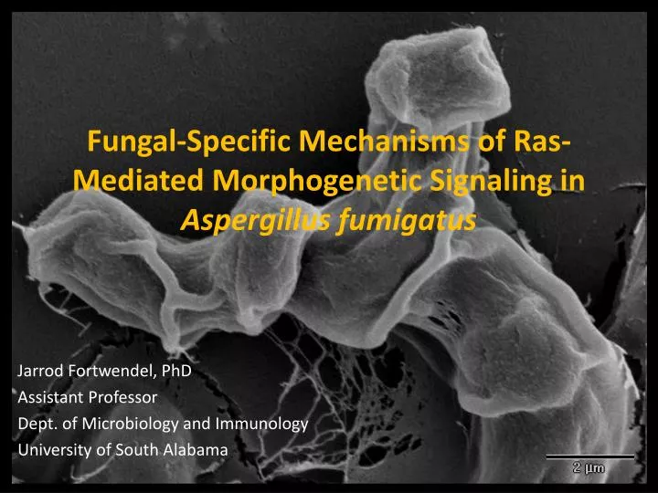 fungal specific mechanisms of ras mediated morphogenetic signaling in aspergillus fumigatus
