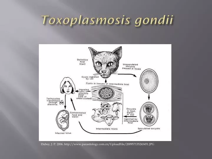 toxoplasmosis gondii