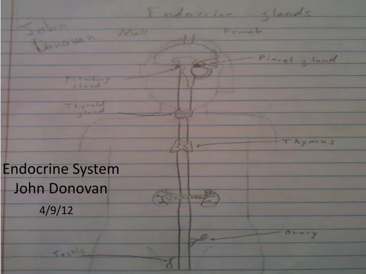 endocrine system john donovan
