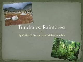Tundra vs. Rainforest