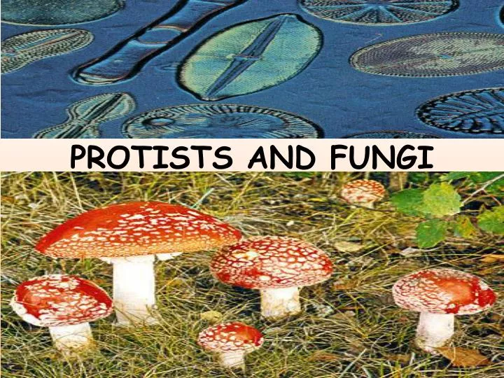 protists and fungi