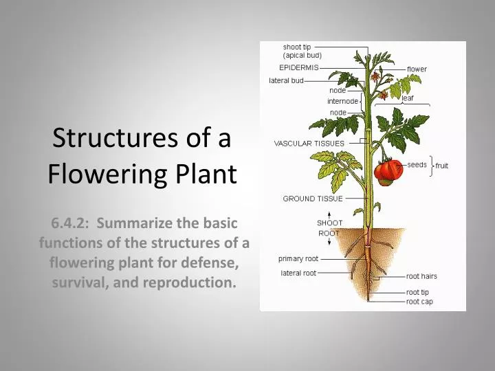 structures of a flowering plant