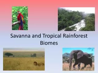 Savanna and Tropical Rainforest Biomes