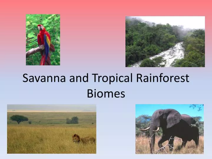 savanna and tropical rainforest biomes