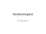 Parathyroid gland - slide 1