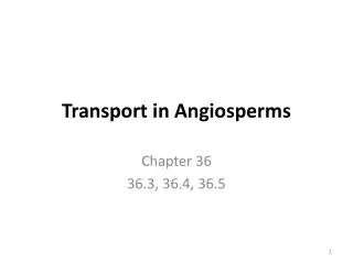 Transport in Angiosperms
