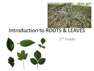 introduction to roots leaves