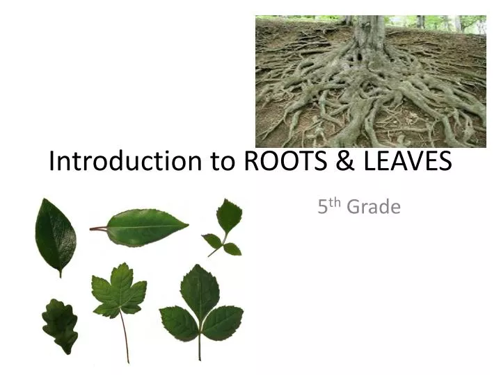 introduction to roots leaves