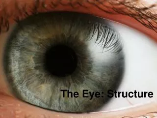 The Eye: Structure