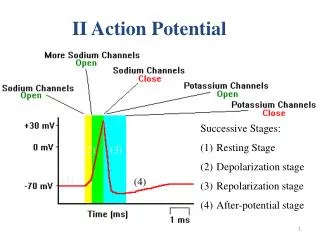 II Action Potential
