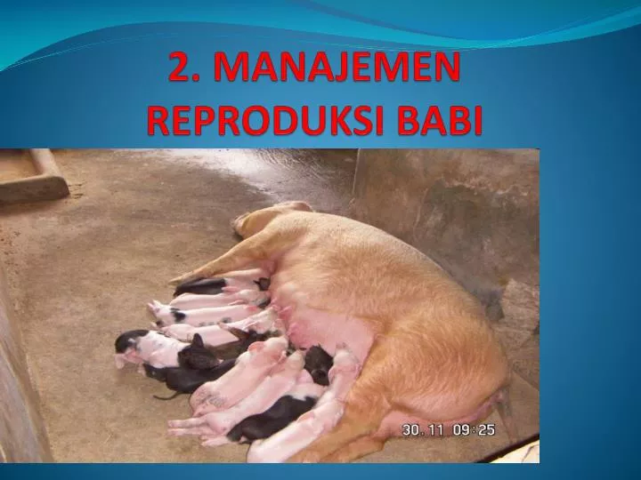 2 manajemen reproduksi babi