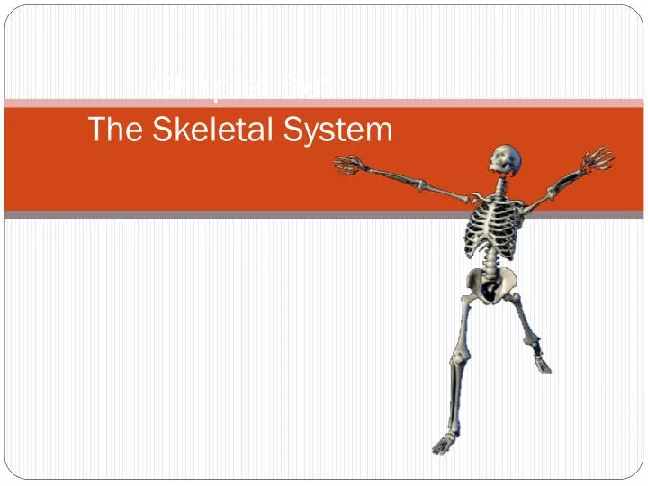 chapter 5e the skeletal system