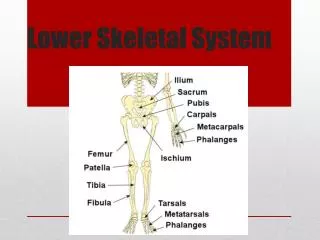 Lower Skeletal System