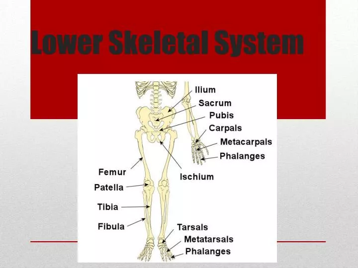 lower skeletal system