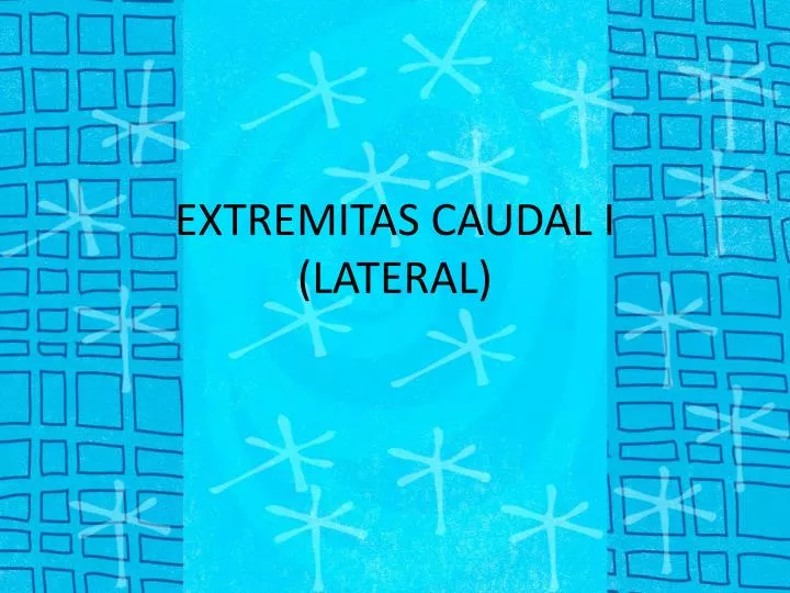 extremitas caudal i lateral