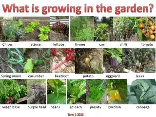 What is growing in the garden?