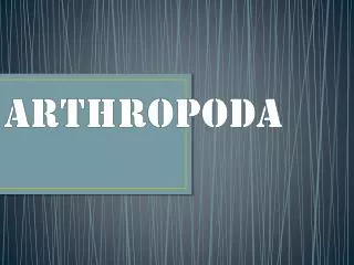 arthropoda