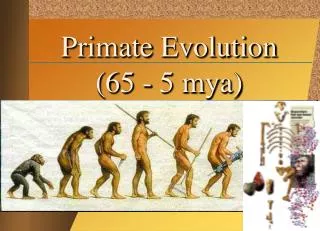 Primate Evolution (65 - 5 mya)