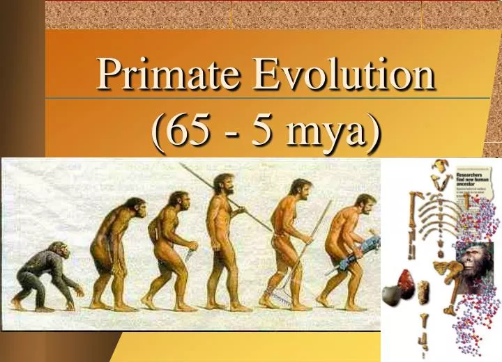 primate evolution 65 5 mya