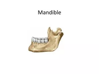 mandible