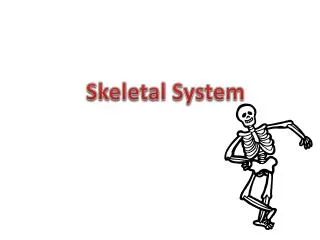 Skeletal System